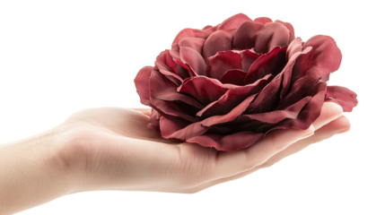 A hand holds a romantic red rose, a gift of love and natural beauty with delicate pink petals, isolated on transparent background. PNG