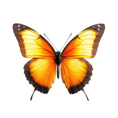Obraz premium Vibrant orange butterfly