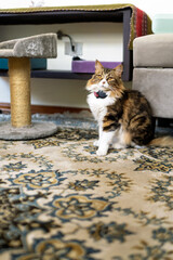 Beautiful long haired cat sitting on carpet in living room