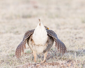A Sharp-tailed Grouse in courtship display.