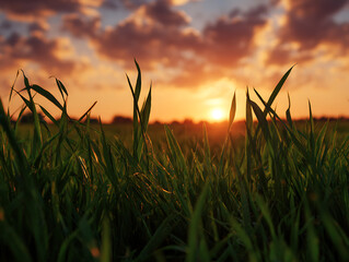 Fototapeta premium Peaceful Grass Landscape with Warm Sunset Backdrop 