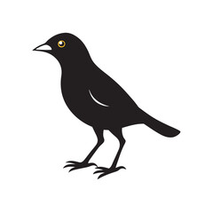 Common Myna Walking With Alert Posture Silhouette