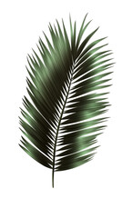 Fototapeta premium Digitally rendered palm frond