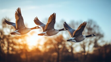 Obraz premium Three geese fly at sunset, bathed in a golden glow, with tree silhouettes in the background