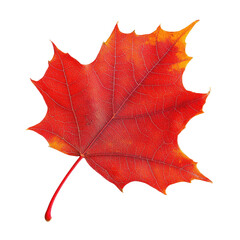 Obraz premium Vibrant Autumn Leaf (1)