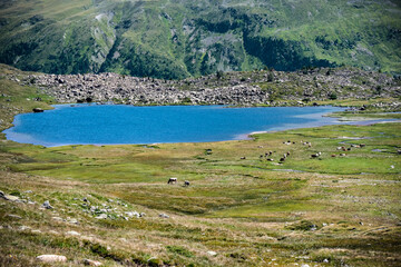 Scenic lake view with rolling hills and grazing cows
