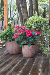 A view of compositions with floor planters filled with pink garden flowers in a summer gazebo, lit by sunlight in a garden setting