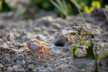 Fiddler crab in its natural sandy environment
