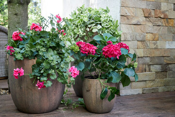 A view of compositions with floor planters filled with pink garden flowers in a summer gazebo, lit by sunlight in a garden setting