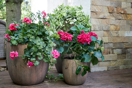 A view of compositions with floor planters filled with pink garden flowers in a summer gazebo, lit by sunlight in a garden setting