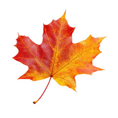 Obraz premium Vibrant Autumn Leaf (2)