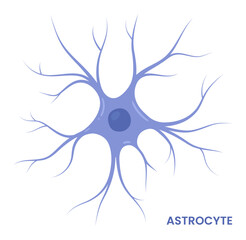 Vector illustration of an astrocyte, a type of glial cell in the brain. Neuroglia	