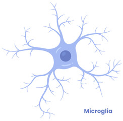 Vector illustration of microglia cells in the brain, showcasing their role in neuron support. Neuroglia	
