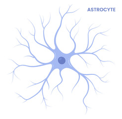 Vector illustration of an astrocyte, a type of glial cell in the brain. Neuroglia	
