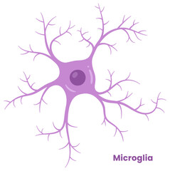 Vector illustration of microglia , showcasing their role in neuron support. Neuroglia cell