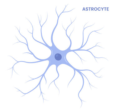 Vector illustration of an astrocyte, a type of glial cell in the brain. Neuroglia	
