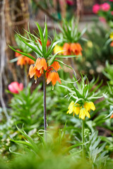 Close-up of orange fritillaria imperialis flowers blooming in a spring garden outdoors