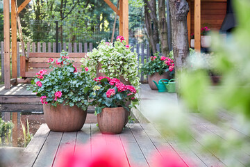 A view of compositions with floor planters filled with pink garden flowers in a summer gazebo, lit by sunlight in a garden setting