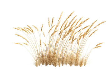 Fototapeta premium Golden Wheat Grass Bunch on Transparent Background