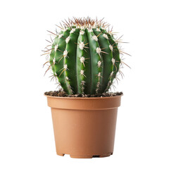 Small cactus in pot