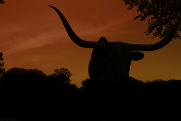 Texas longhorn cow silhouette with dusk sky background