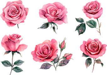 Fototapeta premium Hand-Painted Pink Rose