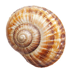 Close-up spiral shell, natural colors