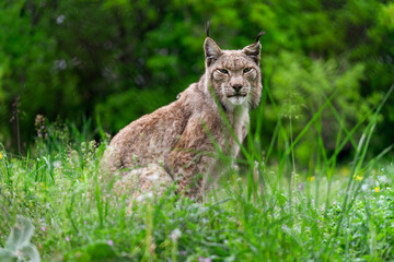 Magnificent Eurasian Lynx resting in lush green grass at the Environmental Center Arcturos, a sanctuary for wolf and lynx protection in Agrapides, Greece. This stunning wild cat embodies E