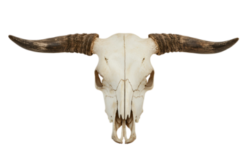 A weathered bull skull with aged horns, isolated on transparent background 