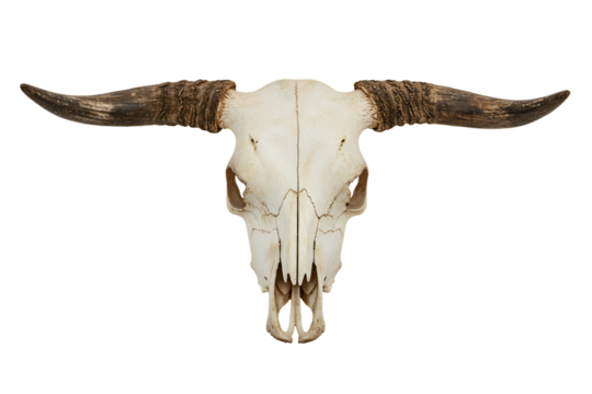 A weathered bull skull with aged horns, isolated on transparent background 