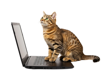 A tabby cat perches on a laptop, staring upward inquisitively, side angle view 