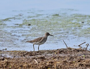 Bruchwasserläufer (Tringa glareola) am Zicksee