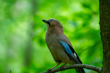 jay bird sitting on a tree branch and watching 
