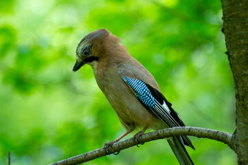 jay bird sitting on a tree branch and watching down