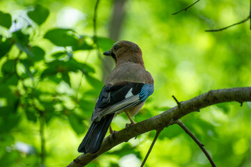 jay perched on a tree branch