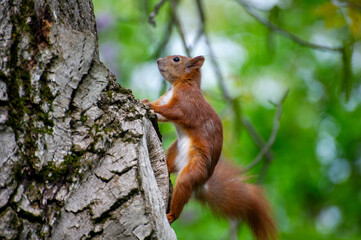 a red squirrel climbing  a tree