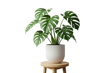 Obraz premium plant in a vase isolated on transparent background 