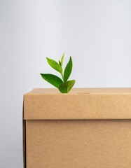A vibrant green plant with broad leaves sits nestled in the center of an open, slightly worn cardboard box, surrounded by soft packing material.