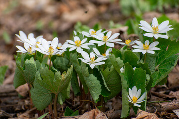 Bloodroot plants