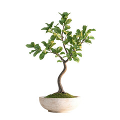 Small Bonsai Tree in Pot