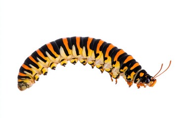 A caterpillar isolated on a white background, ultra-realistic, real photo