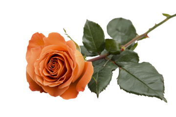 Single Orange Rose with Leaves on Transparent Background