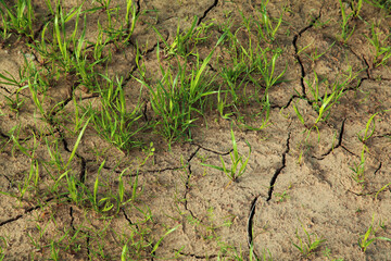 dry soil in the ground. green shoots on the cracked ground. Ecological stop, background natural view from above. copy space