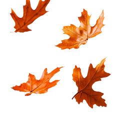 Obraz premium Four beautiful orange autumn leaves against a clean background, showcasing the colors and shapes of nature's artistry