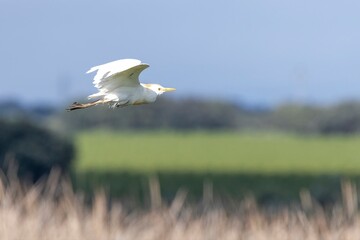 Close-up of a Cattle Egret (Bubulcus ibis) flying, with a blurred background of blue sky, green fields, and dry grass. Arrocampo, Extremadura, Spain