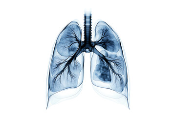 Digital Xray Scan of Lungs isolated on transparent background
