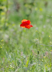 Fototapeta premium red poppy in the field