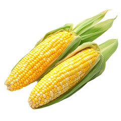 Two fresh ears of corn, ready to be enjoyed. The corn kernels are a vibrant yellow color, and they are still in their green husks.