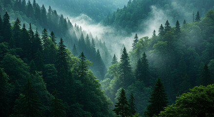 Misty Forest in Deep Green Mountains