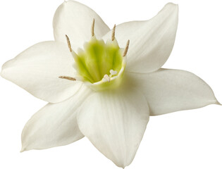 Obraz premium close-up of amazon lily flower isolated white background, tropical ornamental plant blossom native to amazon rainforest, white petals with green color center 